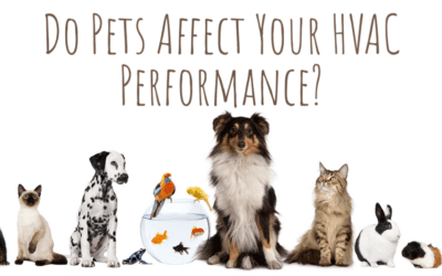 Do Pets Affect Your HVAC Performance?&nbsp;